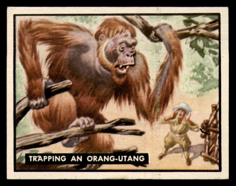 92 Trapping An Orangutang